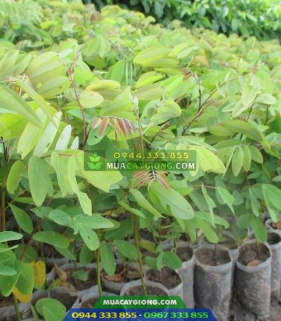 Cây giống muồng đen