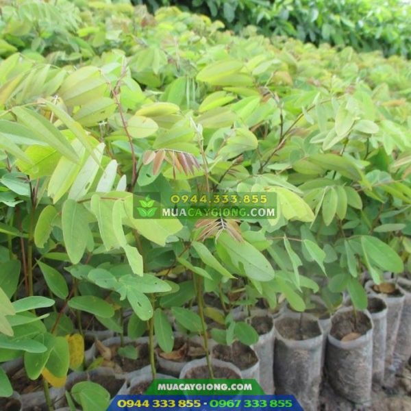 Cây giống muồng đen