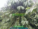 Hạt giống cà phê TR4 (Cà phê 138) - Ảnh 3