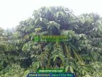 Giống cà phê TR4 (Giống 138)