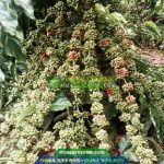 Cây giống cà phê TR4 (Cà phê 138)