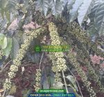 Hạt giống cà phê TR4 (Cà phê 138)