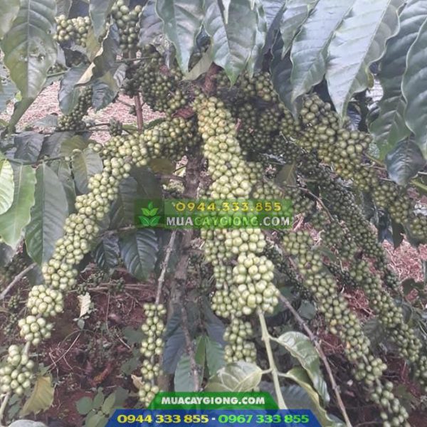 Hạt giống cà phê TR4 (Cà phê 138)