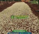 Bán hạt giống cà phê
