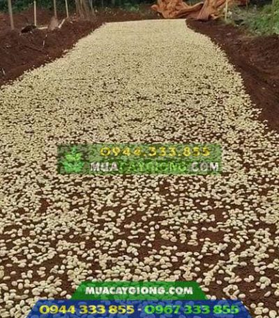 Bán hạt giống cà phê