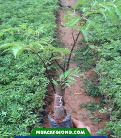 Cây giống đinh lăng nếp lá nhỏ