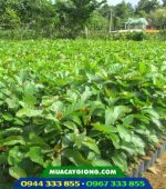 Cây giống gáo vàng (vàng kiêng, gáo nam)