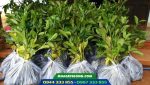Cây giống gáo vàng