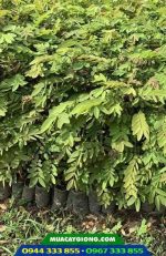 Cây giống muồng đen lấy gỗ (muồng xiêm)