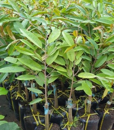 Cây giống sầu riêng thái dona monthong
