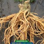 Củ đinh lăng nếp