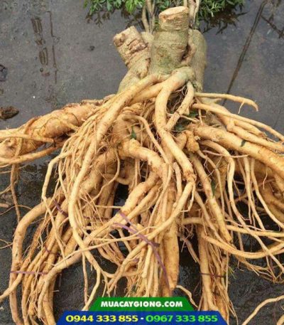Củ đinh lăng nếp