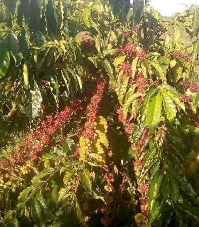 Giống cà phê vối cao sản TR5
