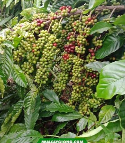 Giống cà phê TR9 (Giống cao sản viện Eakmat tuyển chọn)