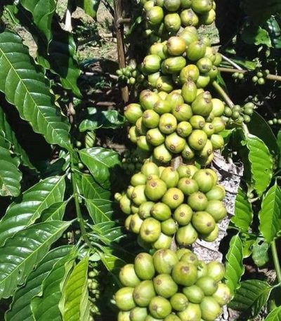 Cây giống cà phê thực sinh TRS1 (Cà phê vối lai cao sản viện Eakmat)