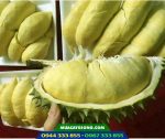 Sầu riêng thái lan