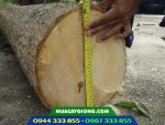 Cây giống gáo vàng (vàng kiêng, gáo nam) - Ảnh 2