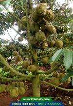 Giống sầu riêng thái dona monthon