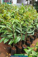 Cây giống sầu riêng thái gốc 1 năm