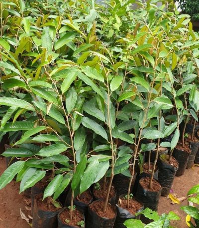 Cây giống sầu riêng thái gốc 1 năm