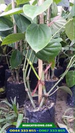 Cây giống tiêu ác (vĩnh linh, srilanka, tiêu trâu...)