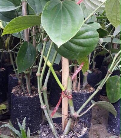 Cây giống tiêu ác (vĩnh linh, srilanka, tiêu trâu...)