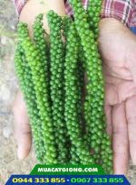 Cây giống tiêu ác (vĩnh linh, srilanka, tiêu trâu) - Ảnh 3