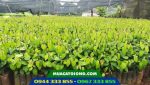 Vườn ươm tiêu giống