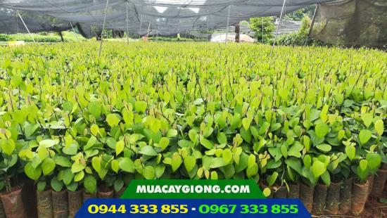 Vườn ươm tiêu giống