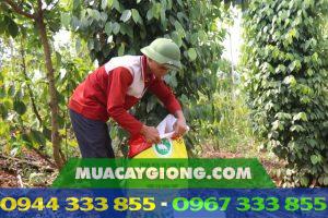 Chia sẻ kinh nghiệm bón phân cho cây hồ tiêu