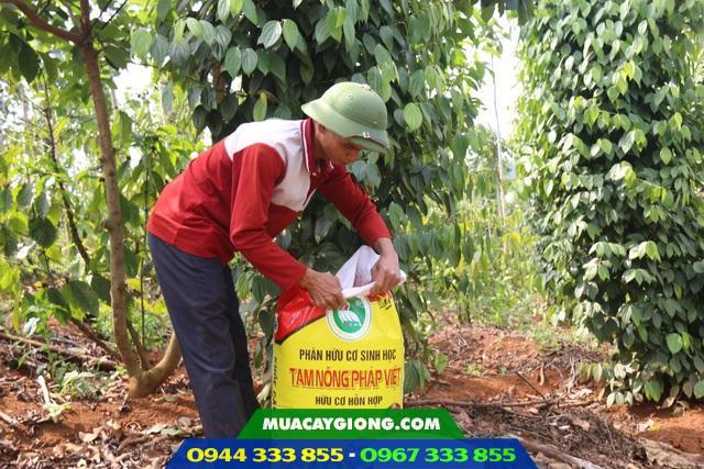 Chia sẻ kinh nghiệm bón phân cho cây hồ tiêu