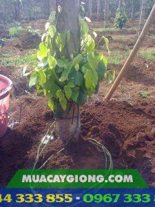Kỹ thuật đôn dây tiêu lươn