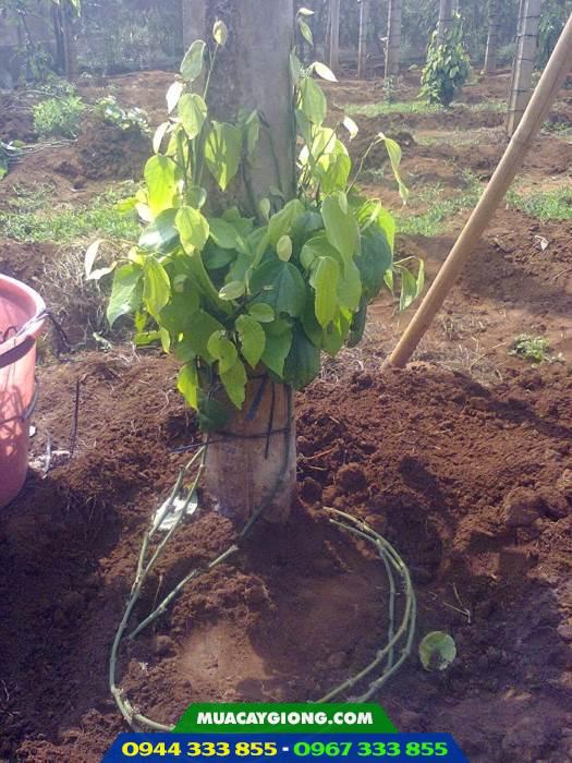 Kỹ thuật đôn dây tiêu lươn