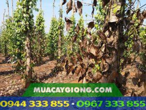 Bệnh vàng lá chết chậm trên cây tiêu