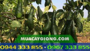 Kỹ thuật trồng bơ sáp 034