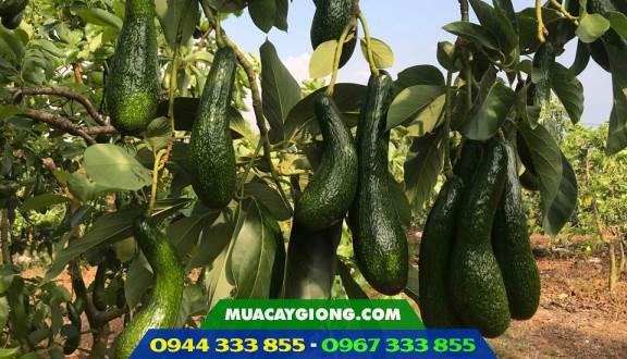 Kỹ thuật trồng bơ sáp 034