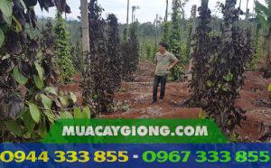 Tìm hiểu bệnh tiêu chết nhanh
