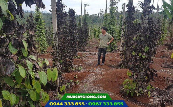 Tìm hiểu bệnh tiêu chết nhanh