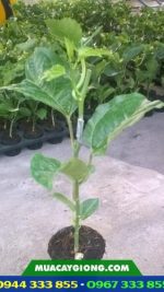 Cây giống chanh dây tím (Đài Nông 1) - Ảnh 3