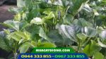 Cây giống chanh dây tím (Đài Nông 1) - Ảnh 4