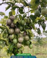 Giống chanh dây Đài Nông 1