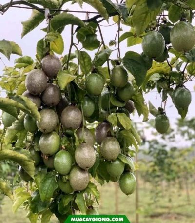 Giống chanh dây Đài Nông 1