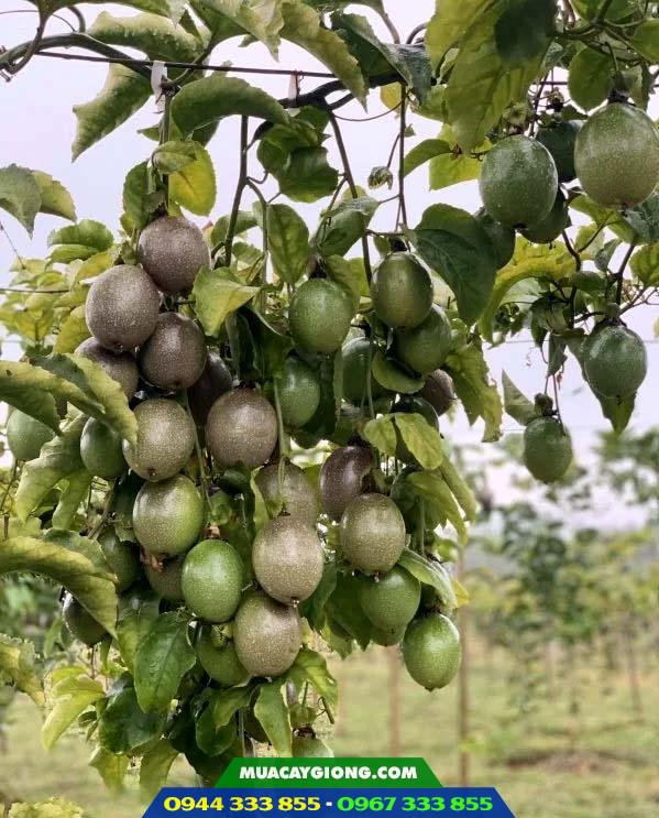 chanh_day_dai_nong_1_nafoods Giống chanh dây Đài Nông 1