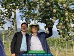 Giống chanh dây tím Đài Nông 1 Nafood