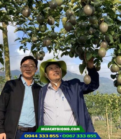 Giống chanh dây tím Đài Nông 1 Nafood