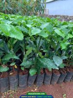 cung cấp cây giống cà phê ghép