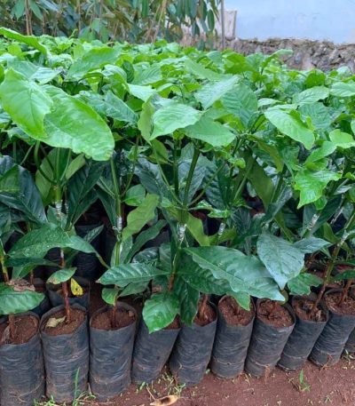 cung cấp cây giống cà phê ghép