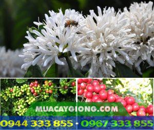 Tìm hiểu về cây cà phê