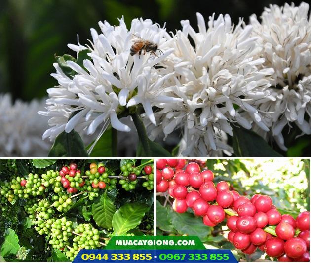 Tìm hiểu về cây cà phê