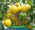Cây vú sữa hoàng kim